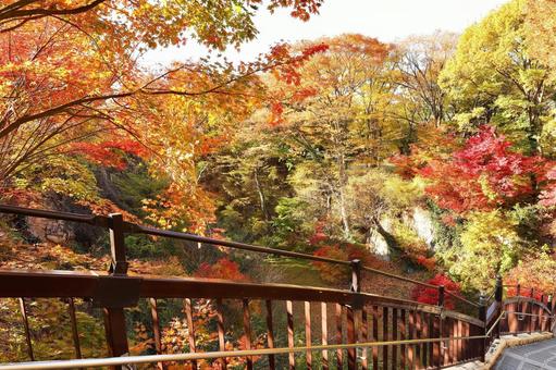 紅葉　長野県　懐古園 紅葉,長野県,懐古園の写真素材