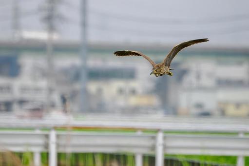 ホシゴイ⑷ ホシゴイ⑷の写真