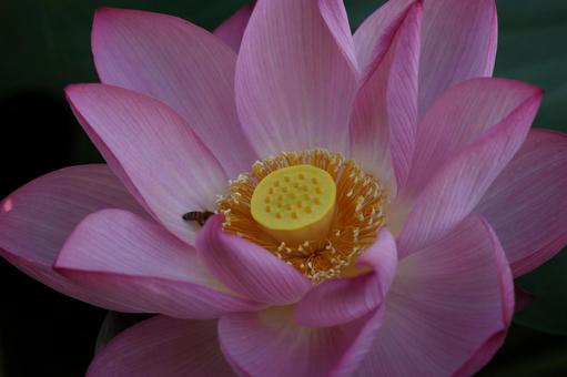 不忍池の蓮 不忍池の蓮の写真