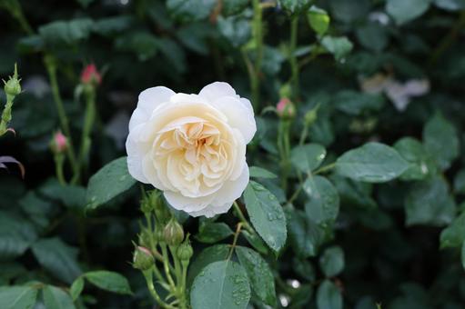 雨上がりのイングリッシュローズ 雨上がりのイングリッシュローズ バラ,薔薇,花の写真素材