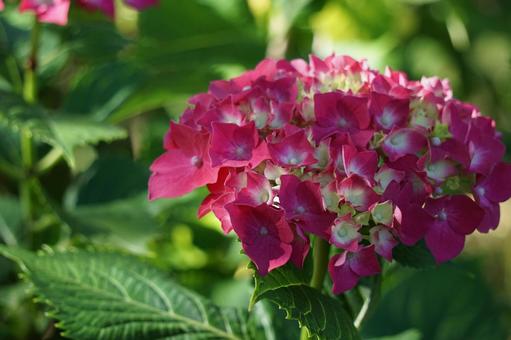 紫陽花 紫陽花の写真