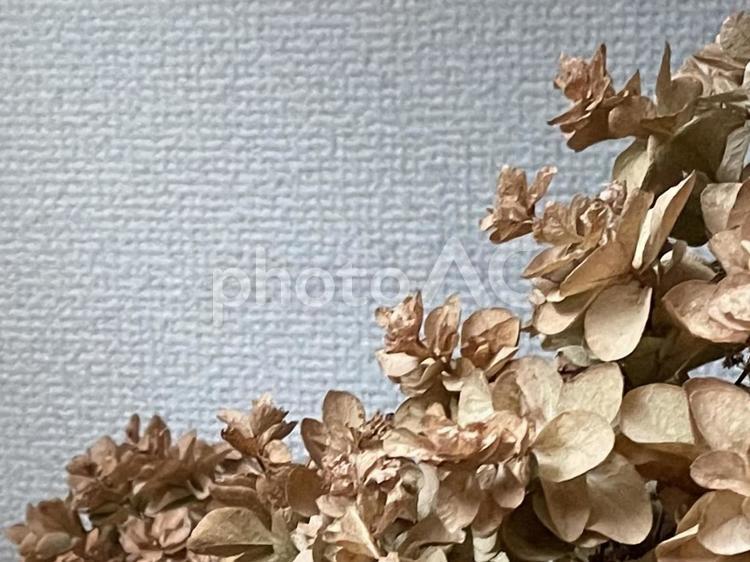 カシワバアジサイ　ドライフラワー　3 カシワバアジサイ,アジサイ,フラワーの写真素材