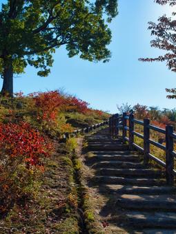 秋の三笠山 紅葉,秋,秋の景色の写真素材