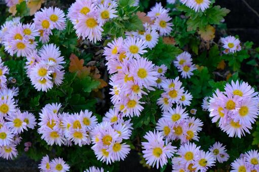 ピンクの菊たち 菊,花,ガーデニングの写真素材