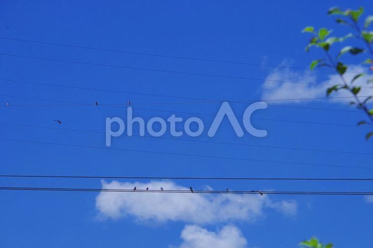 電線にとまる鳥 電線,鳥,空の写真素材
