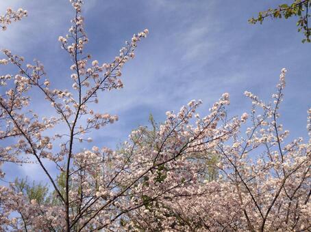 春の桜の写真