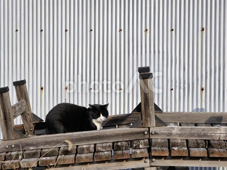 まったりする地域猫 猫,ネコ,地域猫の写真素材