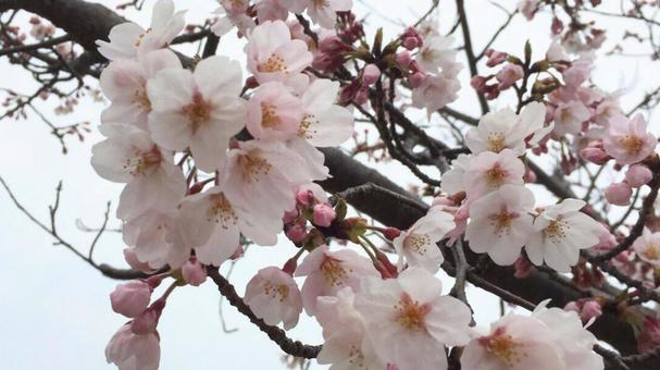 咲き始めの桜の花とつぼみ 咲き始めの桜の花とつぼみの写真