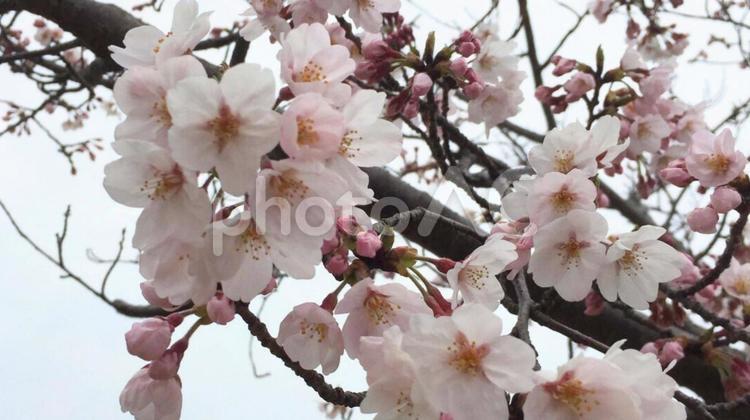 咲き始めの桜の花とつぼみ 桜,つぼみ,春の写真素材