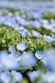 Nemophila, JPG