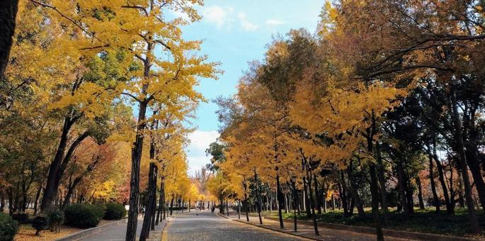 風景_秋(イチョウ並木) 風景_秋(イチョウ並木) 秋,イチョウ,黄葉の写真素材