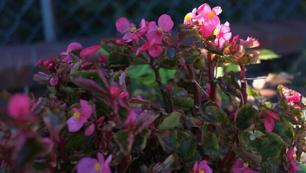 Photo, flower, pink, park, 