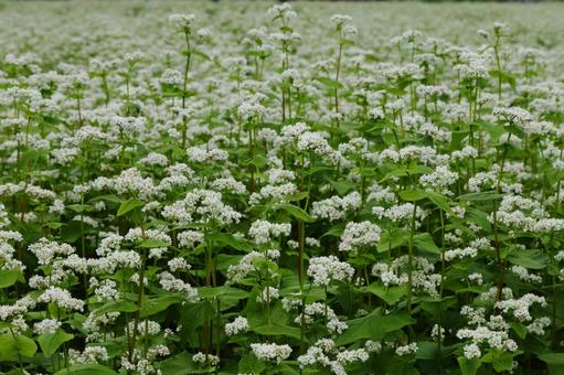 Buckwheat flower-1, JPG Buckwheat flower-1, JPG