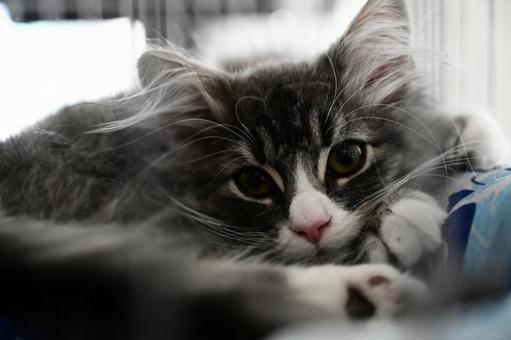 子猫 子猫 子猫,ギター,長毛種の写真素材