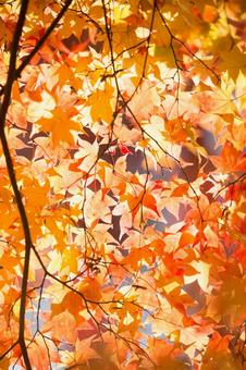 紅葉 紅葉の写真