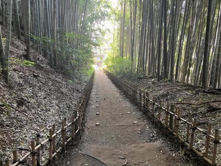 佐倉／ひよどり坂の竹林 ひよどり坂,竹林,竹の写真素材