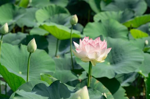 池に浮かぶピンクのハスの花 池に浮かぶピンクのハスの花の写真