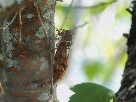 【昆虫写真】アブラゼミ(油蝉) 【昆虫写真】アブラゼミ(油蝉)の写真
