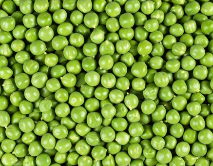 青えんどう豆の収穫 青えんどう豆の収穫の写真