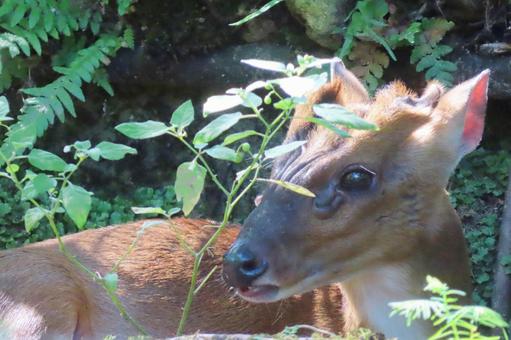 キョン キョンの写真