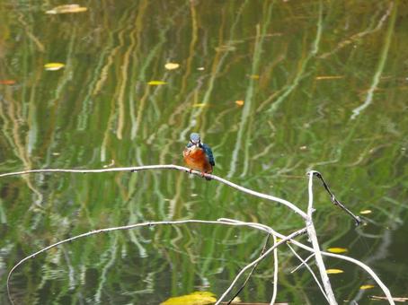 目の前の枯れ枝にとまるカワセミ2 カワセミ,鳥,鳥類の写真素材