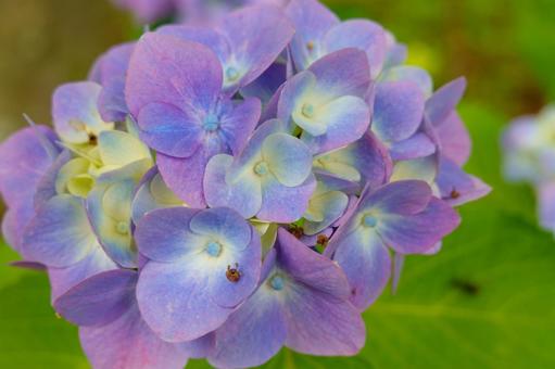 グラデーションが美しい紫陽花の花房の写真