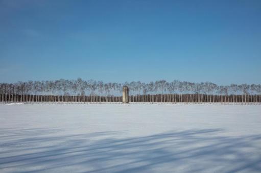 サイロと白樺林のある冬の牧場 サイロと白樺林のある冬の牧場 青空,雪原,白樺林の写真素材