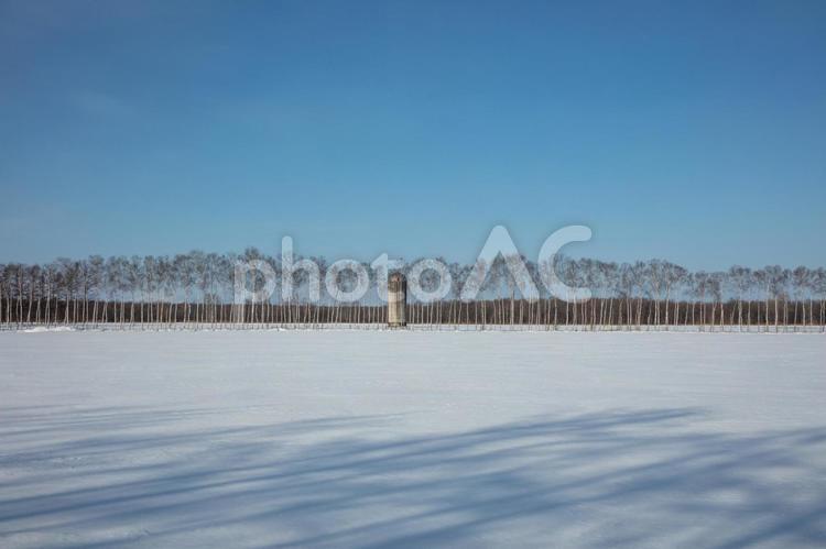サイロと白樺林のある冬の牧場 青空,雪原,白樺林の写真素材
