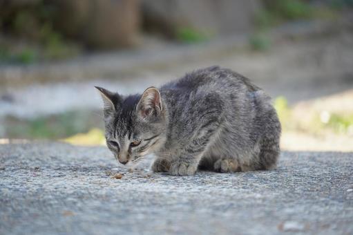 猫島相島の子猫ちゃん ねこ,子猫,動物の写真素材