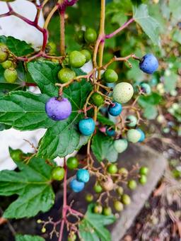 ノブドウ ノブドウ ノブドウ,植物,自然の写真素材