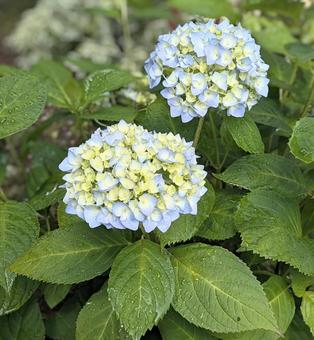 雨上がりで潤う紫陽花 雨上がりで潤う紫陽花 紫陽花,雨上がり,花の写真素材