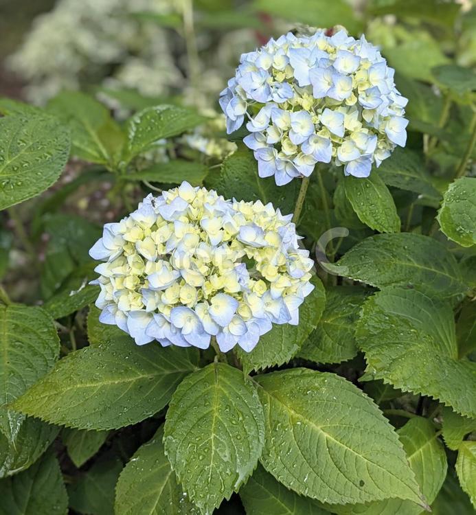 雨上がりで潤う紫陽花 紫陽花,雨上がり,花の写真素材