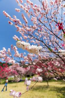 250421昼神温泉郷花桃の里 250421昼神温泉郷花桃の里 長野県,阿智村,昼神温泉の写真素材