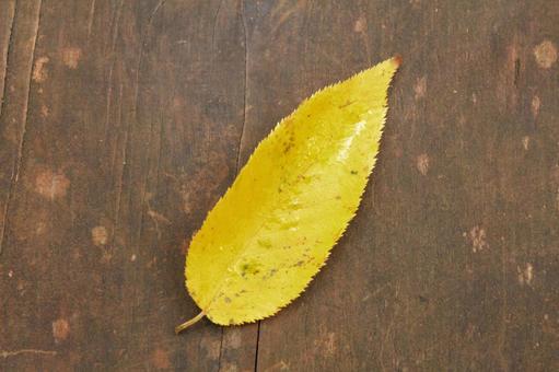 黄色の落ち葉 秋,落ち葉,屋外の写真素材