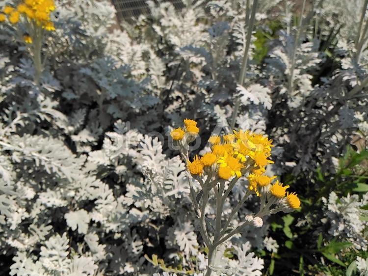 シロタエギク シロタエギク,草花,黄色い花の写真素材