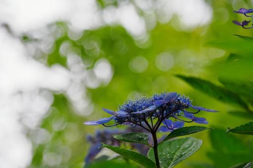 Hydrangea(97), JPG Hydrangea(97), JPG