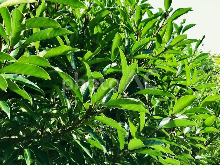新緑あざやかな木々、初夏の訪れの背景素材 新緑,夏,緑の写真素材