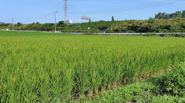 稲穂#01 稲穂#01の写真
