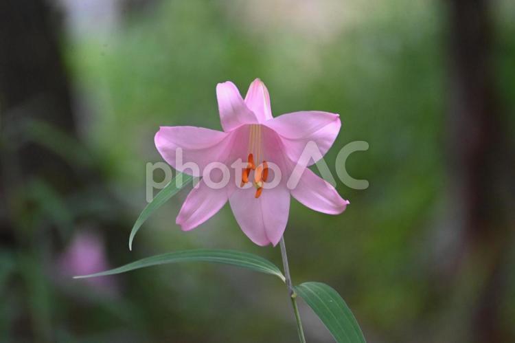 今が旬の大好きなササユリの花 ササユリ,日本固有種,華麗の写真素材