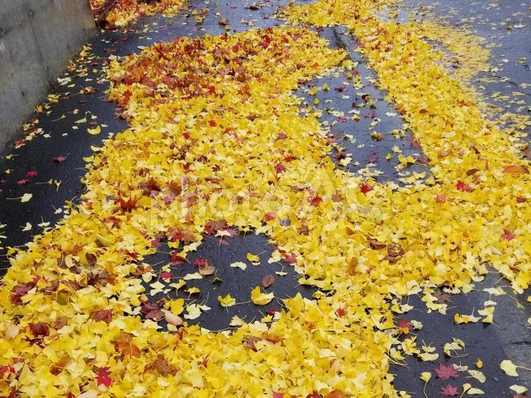 落ち葉で埋め尽くされた歩道 銀杏,落ち葉,黄色の写真素材