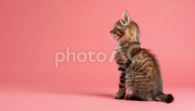 虎柄の子猫のポートレート　キジトラ 子猫,仔猫,猫の写真素材