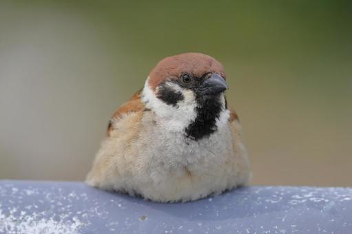 雀 雀 動物,モフモフ,かわいいの写真素材