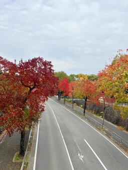 秋の街路樹 紅葉,街路樹,道の写真素材