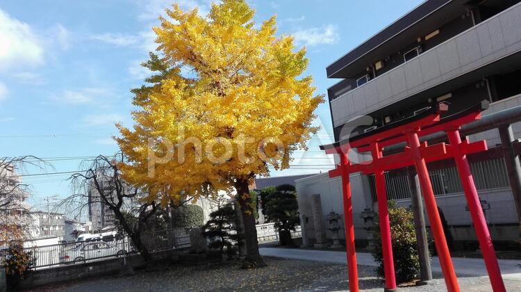 いちょう　 いちょう,秋,紅葉の写真素材