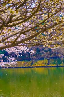 湖に舞う桜の花びら 湖に舞う桜の花びら 桜,湖,花びらの写真素材