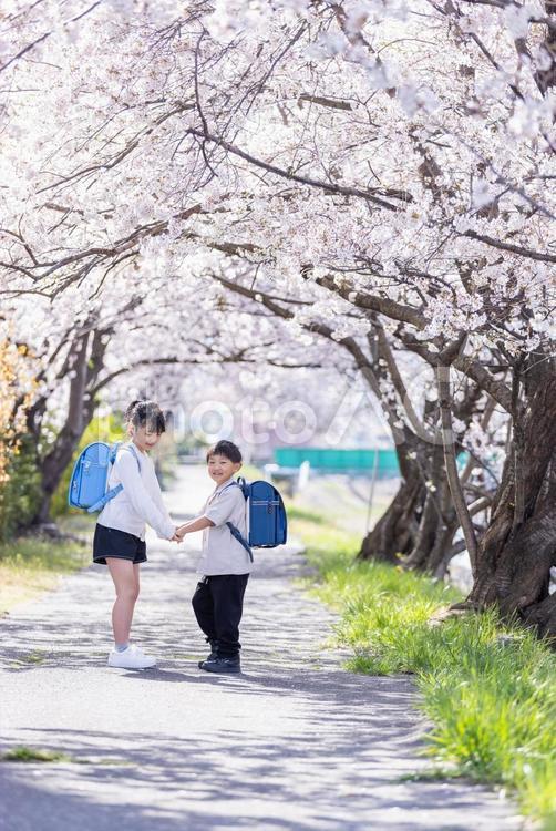 桜の木の下でじゃれ合う子ども 小学生,桜,春の写真素材