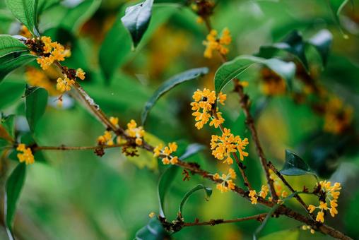 キンモクセイの花の寄り キンモクセイの花の寄り 金木犀,キンモクセイ,オレンジの花の写真素材