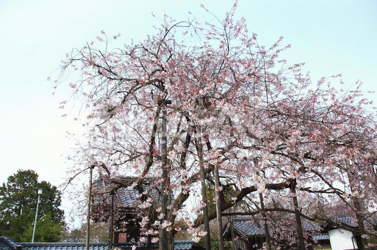 春の訪れ花筐のシダレザクラ（珍しい品種） シダレザクラ,枝垂桜,しだれ桜の写真素材