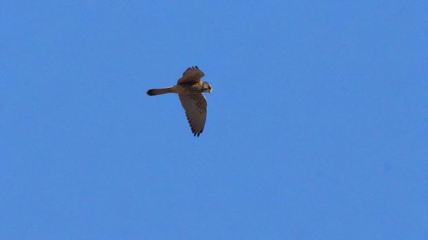 空飛ぶチョウゲンボウ 空飛ぶチョウゲンボウの写真
