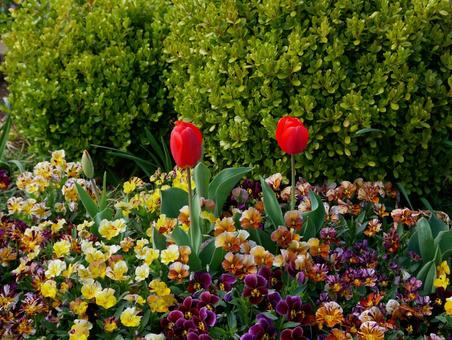 Tulips, JPG Tulips, JPG